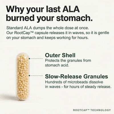 Why your last ALA burned your stomach: RootCap slow-release capsule